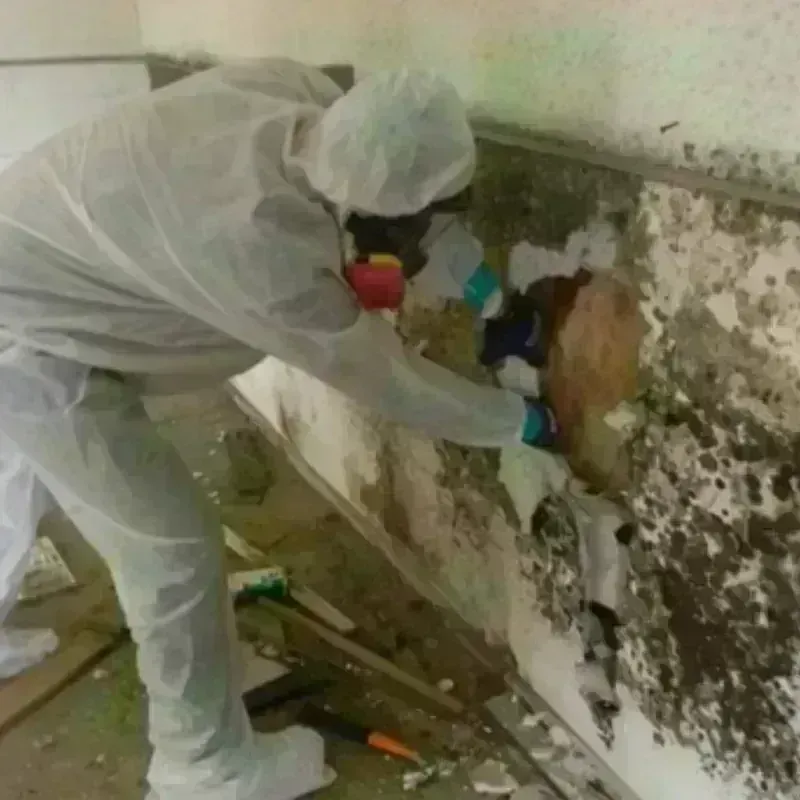 Mold Remediation and Removal in Refugio, TX